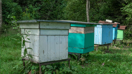 Wooden beehives and bees in apiary in the forest. Beekeeping or apiculture concepts. Old wooden...