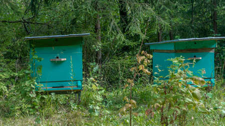 Wooden beehives and bees in apiary in the forest. Beekeeping or apiculture concepts. Old wooden...