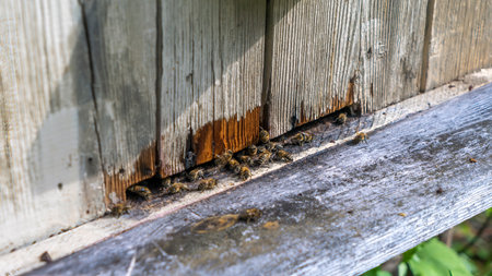 Bees at beehive entrance. Close up of flying bees. Wooden beehive and bees. Working bees collecting yellow pollen. Honey bees flying into their beehive.の写真素材