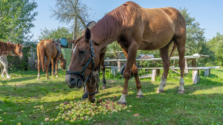 Horses eating apple on pasture. Mouth of a horse that eats an apple. A horse eating fruit outdoors. The apples that the horse eats.の写真素材