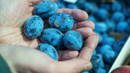 A handful of vibrant blue plums held in hands, showcasing their rich color and juicy texture. In the blurred background, a market stall filled with fresh plums creates a lively shopping atmosphere.の写真素材