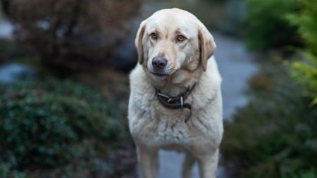 A loyal dog enjoys a sunny day in a private yard, showcasing its protective nature while being...