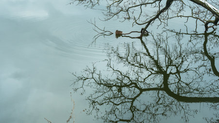 In a city pond at the end of winter, a flock of ducks navigates the icy waters, showcasing their resilience against the cold as they prepare for the arrival of spring.の写真素材