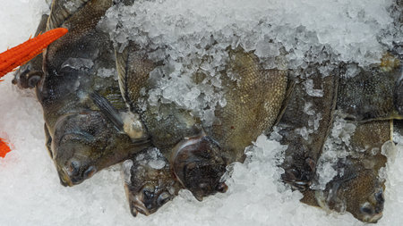 Fresh flounder displayed on crushed ice at a fish market counter. Its shiny scales and vibrant appearance highlight freshness, ready for seafood lovers and chefs to enjoy.の写真素材