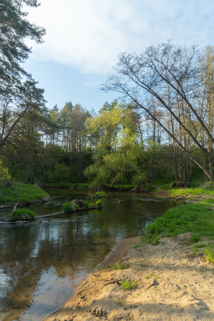 A serene forest river flows gently through a lush landscape, illuminated by the warm glow of a spring evening sun. This tranquil scene invites nature lovers to unwind and embrace the beauty of the outdoors.の写真素材