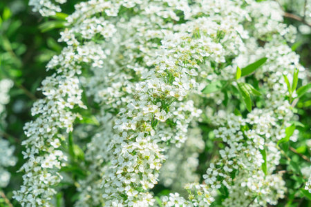 Delicate white spirea flowers bloom in spring, creating a stunning display. This low-maintenance shrub attracts pollinators and adds elegance to any garden landscape.の写真素材