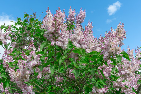 A close-up of lilac blossoms. Lush Purple Lilacs Blooming in a Serene Spring Park, Fragrant Flowers Surrounded by Fresh Green Foliage.の写真素材