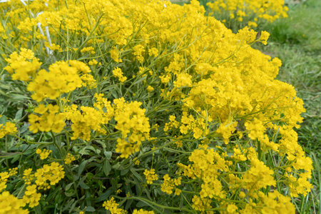 Bright yellow flowers of rock alyssum bloom vibrantly in nature, creating a cheerful display. This resilient plant thrives in rocky soils, adding beauty to gardens and attracting pollinators.の写真素材