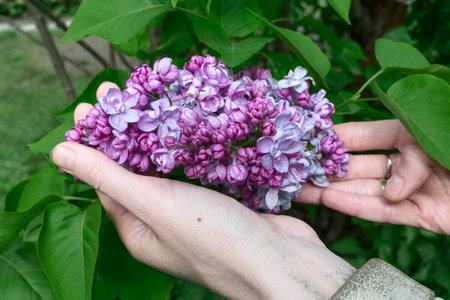 A beautiful cluster of purple lilacs in a young woman's hand. Capturing nature's elegance and the...
