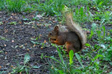 A Squirrel In Its Natural Habitat Foraging Amidst Green Foliage And Earthy Ground. Symbol Of...
