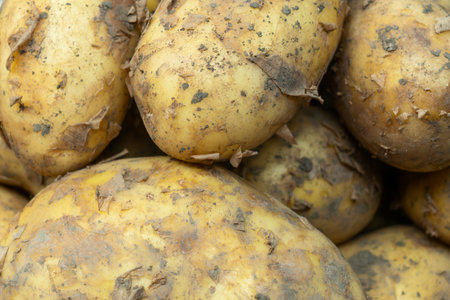 Harvest bounty. Freshly dug potatoes in rustic baskets at the market. A closeup view of organic potatoes in traditional baskets. Exploring the essence of fresh potatoes in a market setting.の写真素材