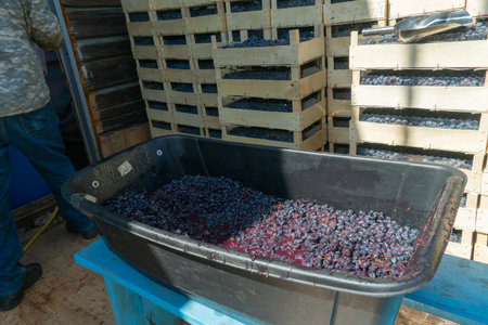Homemade Wine Production. Transforming Grapes into Liquid Poetry. Discovering the Essence of...