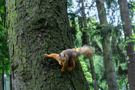 A Squirrel Climbing A Tree Trunk Showcasing Agility And Natural Beauty In The Forest. Symbol Of...