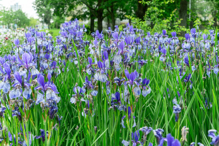 Beautiful blooming irises in a vibrant garden. A serene moment captured in nature with delicate...