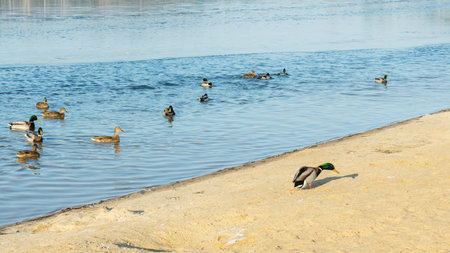 In a city pond at the end of winter, a lively flock of ducks navigates the icy waters, showcasing their resilience against the cold as they prepare for the arrival of spring.の写真素材