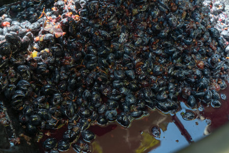 Homemade Wine Production. Transforming Grapes into Liquid Poetry. Discovering the Essence of Homemade Wine. Crafting the Perfect Vintage from Grape to Glass.の写真素材