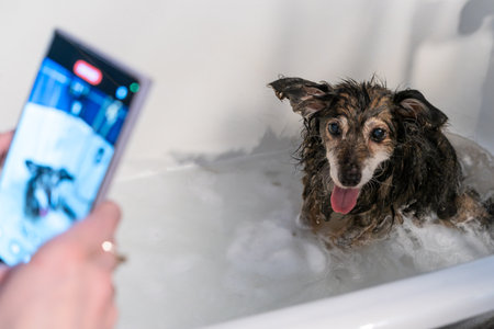 Happy small funny dog enjoying a bubbly bath while its owner captures the moment on a smartphone, showcasing the joy of pet care and modern lifestyle.の写真素材