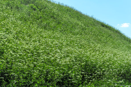 Discovering the fascinating world of giant hogweed and its ecological significance. Umbrella plant in nature. Giant hogweed in its natural habitat.の写真素材