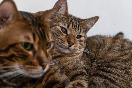 Bengal and Stray Cat Friendship: A Heartwarming Bond of Love, Resilience, and Companionship in a Cozy Home Setting.の写真素材