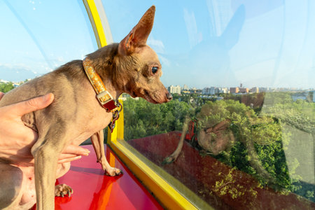 Small Dog With Big Ears In Human Hand On Ferris Wheel. Unlikely Explorer Tiny Dog Facing The World From High Above Symbol Of Courage Curiosity And Trust In Human Companionship.の写真素材