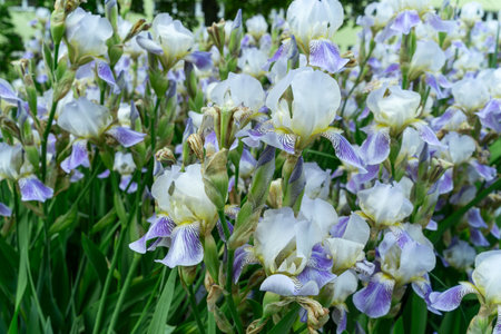 White Irises Blooming in a City Lawn. Delicate White Irises Bringing Tranquility and Joy to Urban Life. The Elegance of White Irises Symbolizing Purity and Renewal in a Bustling City.の写真素材