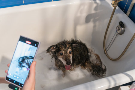 Happy small funny dog enjoying a bubbly bath while its owner captures the moment on a smartphone,...