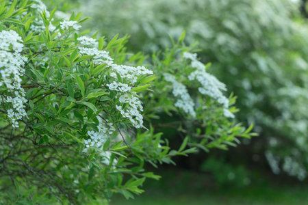 Delicate white spirea flowers bloom in spring, creating a stunning display. This low-maintenance shrub attracts pollinators and adds elegance to any garden landscape.の写真素材