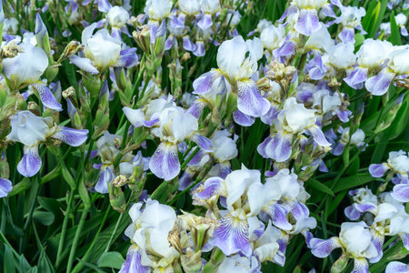 White Irises Blooming in a City Lawn. Delicate White Irises Bringing Tranquility and Joy to Urban...