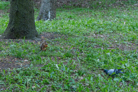 A Curious Squirrel And Pigeon Sharing A Moment In A Lush Green Park. Unexpected Encounter Of Urban...
