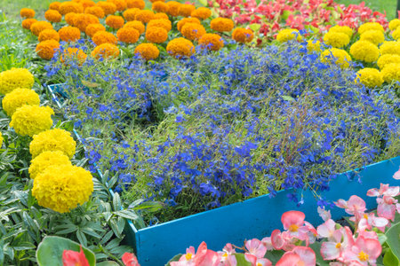 Colorful marigolds and begonias in a vibrant garden. A breathtaking display of nature's palette...
