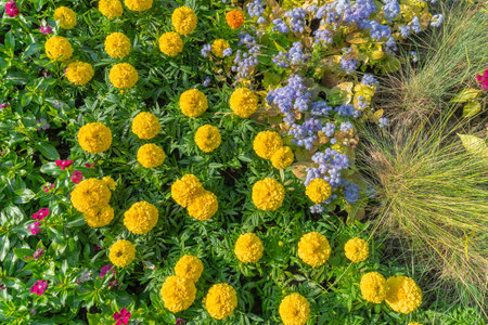 Yellow marigold flowers and blue ageratum in a vibrant garden scene. Bright yellow and blue flowers...