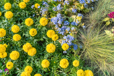Yellow marigold flowers and blue ageratum in a vibrant garden scene. Bright yellow and blue flowers...
