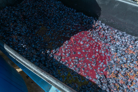 Homemade Wine Production. Transforming Grapes into Liquid Poetry. Discovering the Essence of...