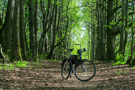 Vintage bicycle parked on a forest trail surrounded by trees. Old style bicycle resting on a sunlit...