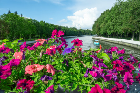 Colorful petunias by the river. Blooming petunias overlooking peaceful river with boats and lush summer landscape.の写真素材