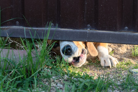 Dog growling under metal gate with paw and snout visible in sunlight. Beagle growling beneath garden gate with dramatic lighting and intense expression in outdoor backyard setting.の写真素材