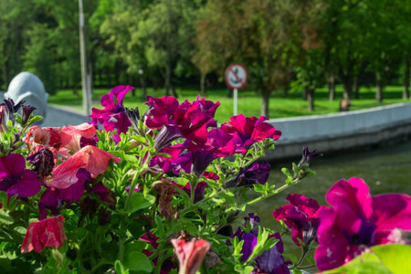 Colorful petunias by the river. Blooming petunias overlooking peaceful river with boats and lush summer landscape.の写真素材