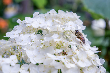Bee on white hydrangea flowers in a summer garden. Closeup of a bee collecting nectar from blooming...