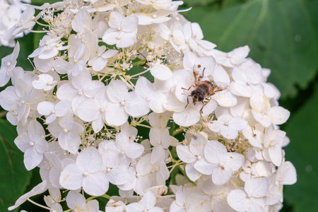 Bee on white hydrangea flowers in a summer garden. Closeup of a bee collecting nectar from blooming white hydrangea flowers surrounded by green leaves in natural sunlight.の写真素材