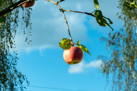 Red apple hanging from tree branch with green leaves and blue sky in the background. Apple glowing in sunlight against sky and trees representing purity simplicity and the quiet rhythm of nature.の写真素材