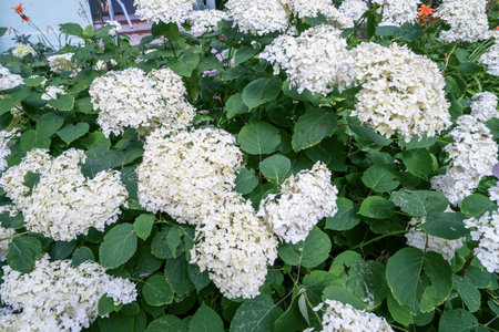 White hydrangea flowers in full bloom with green leaves in summer garden. Lush white hydrangea...