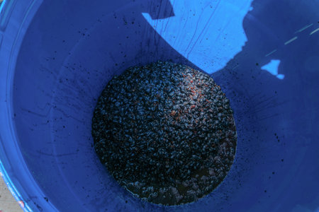 Hand pouring grape juice into barrel with crushed grapes during winemaking process. Traditional...