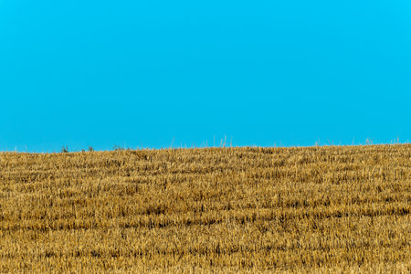 Harvested golden field under blue sky. Silent field under endless blue sky a metaphor for resilience transition and the enduring beauty.の写真素材