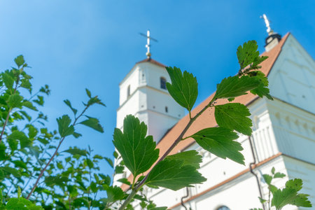 Peaceful white church with red tiled roof and bell tower surrounded by green trees under blue sky. Transfiguration church in Zaslavl Belarus with white walls and red roof.の写真素材