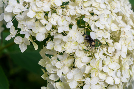 White hydrangea flowers in full bloom with green leaves in summer garden. Lush white hydrangea...
