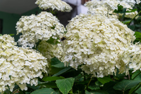 White hydrangea flowers in full bloom with green leaves in summer garden. Lush white hydrangea...