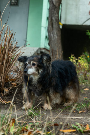 Old dog standing on garden path. Aging dog in natural setting showing texture of fur and quiet...