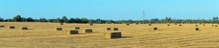 Hay bales scattered across harvested field. Golden hay bales on rural farmland after harvest with...