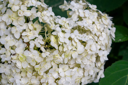 White hydrangea flowers in full bloom with green leaves in summer garden. Lush white hydrangea...