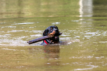 Portrait Of A Purebred Male Rottweiler In A River Carrying A Large Piece Of Woodの写真素材